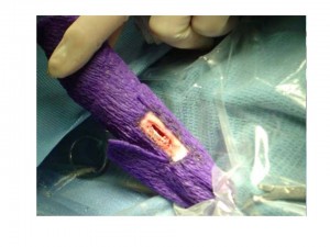 Osteotomy incision in rabbit ulna 300x225