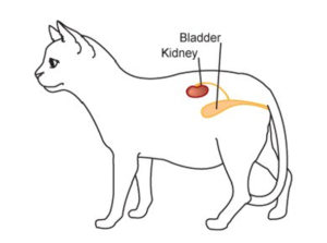 cat kidney and bladder