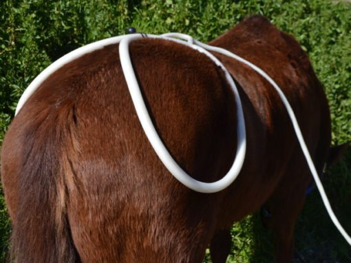 MegaPulse equine PEMF applicator on a horse