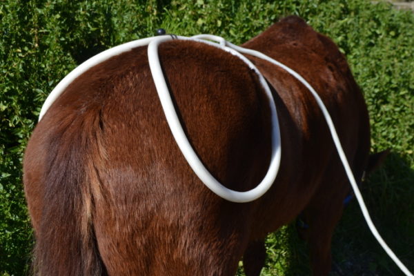 megapulse equine pemf for horses
