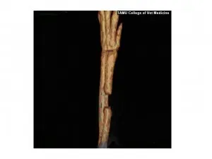 Rabbit ulna 14 days without PEMF
