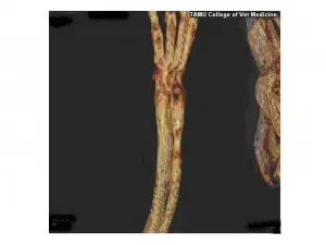Rabbit ulna 28 days with PEMF