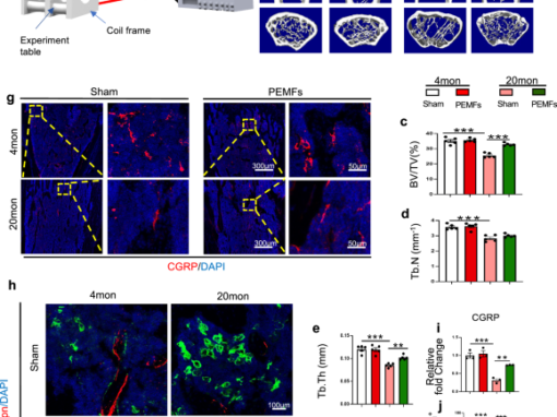 PEMF bone healing study figure, Nature Communications