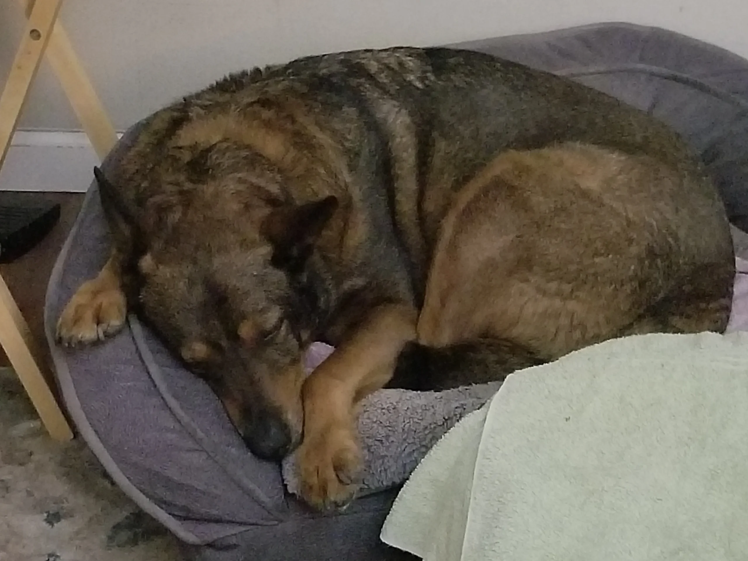 Ruca the German Shepherd sleeping in her dog bed with StemPulse PEMF running underneath 24/7 for 5 years
