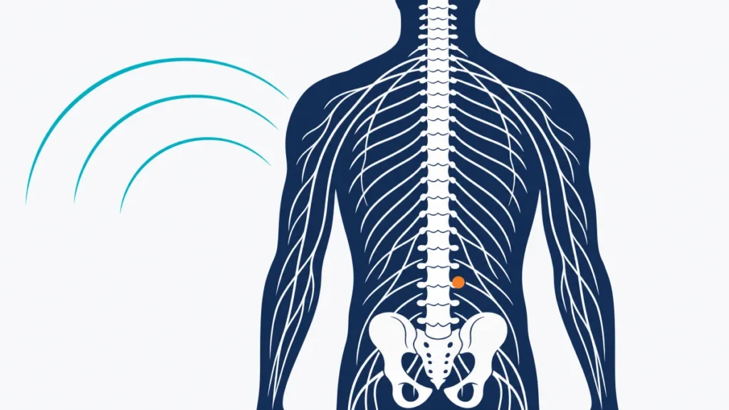 Simplified figure showing PEMF field applied to the spinal column and nerve pathways