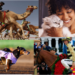 pemf for horses and racing animals